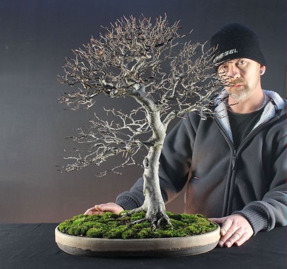 beech bonsai
